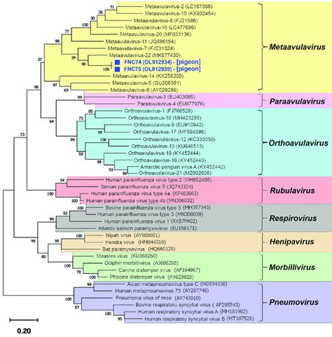 Phylogenetic Tree Of Apmv Species Based On Rdrp Gene Partial Sequences