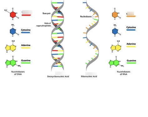 Structure Of DNA And RNA Diagram Quizlet