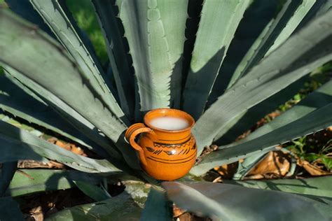 Pulque Mexicos Ancient Beverage Making A Modern Comeback