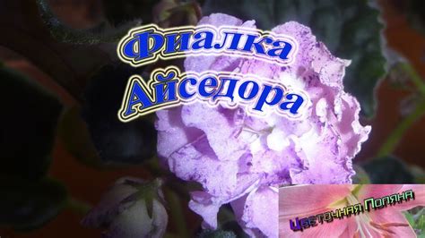 Фиалка Айседора - YouTube