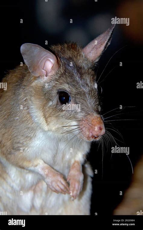 Rat géant malgache Banque de photographies et dimages à haute