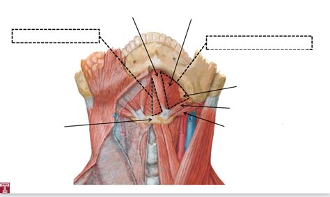 Submental Submandibular Triangles Diagram Quizlet