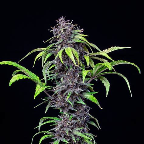 Compra Semillas De Marihuana Purplematic Cbd Royal Queen Seeds