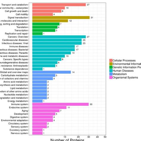 Pathway Analysis Of Differentially Expressed Proteins Download Scientific Diagram