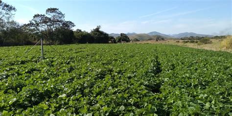 Pós Graduação em Genética e Melhoramento de Plantas UENF