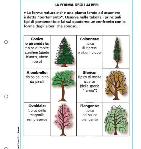 Important Build Fake Descrizione Degli Alberi Nomination Kilauea