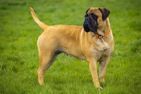 500 Perfect Male and Female Bullmastiff Dog Names 2024