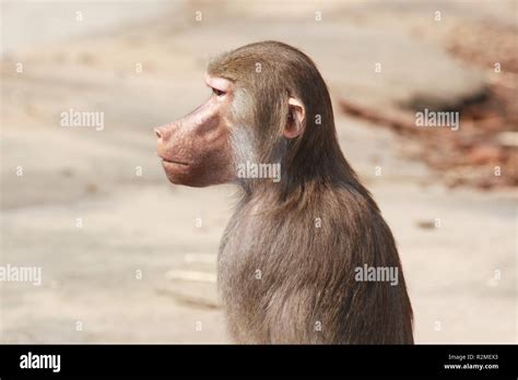 Orejas De Mono Fotografías E Imágenes De Alta Resolución Alamy