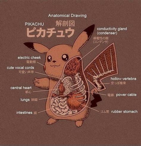 The Anatomy Of Pikachu Pikachu Pokemon Drawings Pokemon