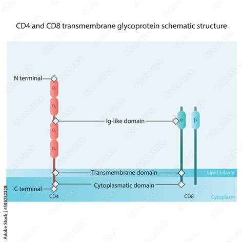 Proteins Known As Cd And Cd Are At Christopher Gathers Blog