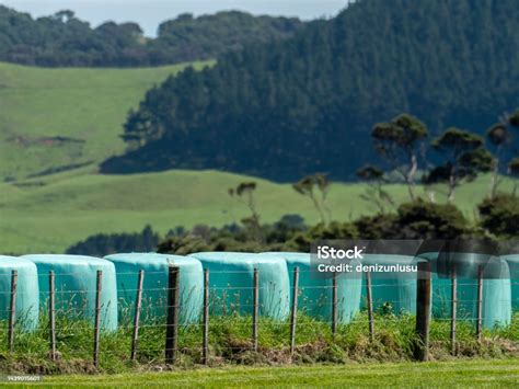 Stack Of Baled Silage In Green Colour Stock Photo Download Image Now