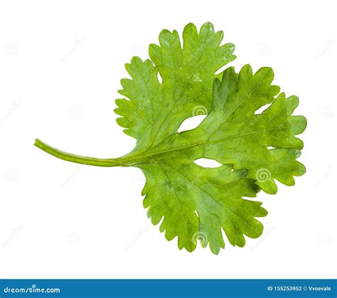 Green Leaf Of Fresh Cilantro Herb Isolated Stock Photo Image Of Water