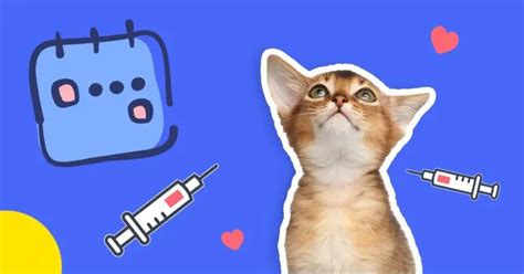 Kitten Vaccination Schedule: A Guide for New Cat Owners | Pumpkin®