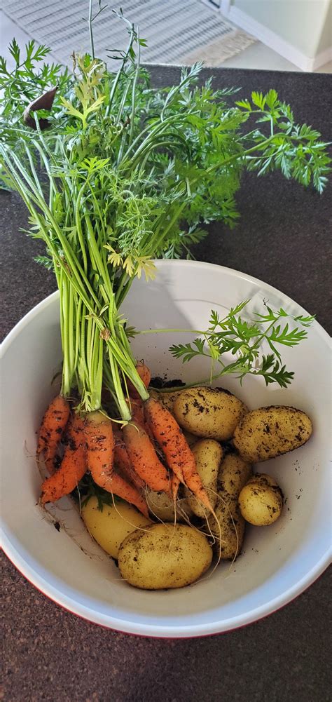 Harvest supper! : gardening