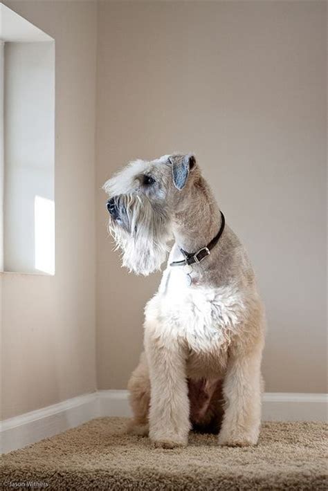 32 best images about Wheaten Terrier Grooming on Pinterest | Car stickers, Pets and Puppys