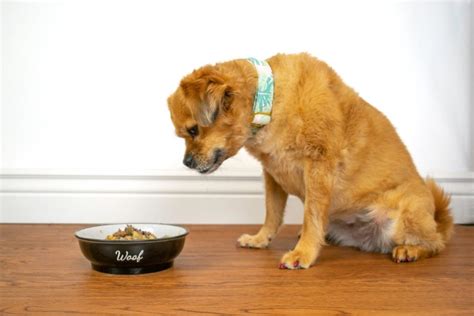 Simple Ways To Improve Your Dog's Gut Health