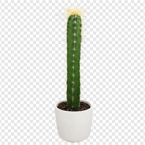 Premium PSD | Cactus isolated on transparent background