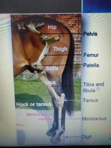 Equine Proximal Hindlimb Flashcards Quizlet