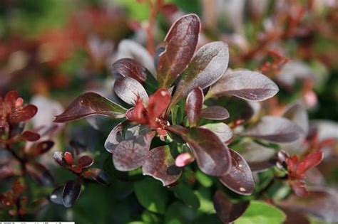 How To Plant The Crimson Pygmy Barberry