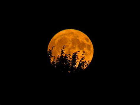 Orange Full Moon Royalty Free Photo