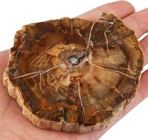 Mookaitedecor Natural Petrified Wood Slice Healing Crystal Irregular