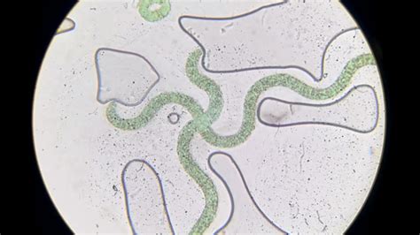 Spirulina Under Microscope