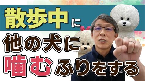 【犬のしつけ】散歩中に他犬に噛むふりをする【悩み相談ライブ切り抜き】 Youtube