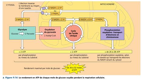 Tp La Respiration Cellulaire