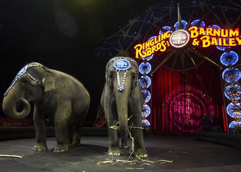 The Ringling Brothers’ elephants are moving on from the circus and into cancer research.