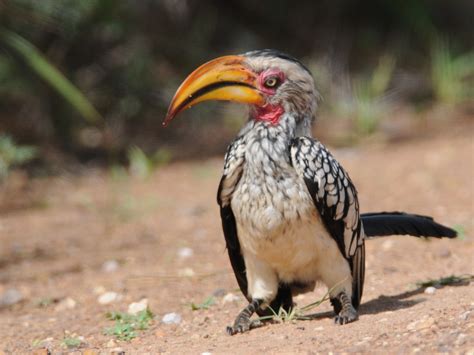 Southern Yellow Billed Hornbill Holmen Birding Safaris