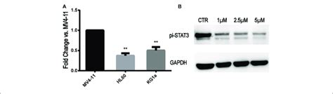 Stat3 Expression In Mv4 11 And Flt3 Wt Cell Lines And Inhibition Of