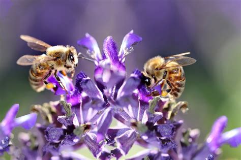 Piante Che Attirano Gli Impollinatori Per Un Terrazzo Amico Di Api E