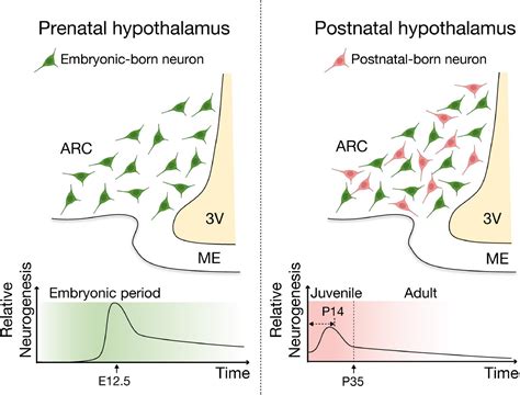 Frontiers Irx3 And Irx5 Novel Regulatory Factors Of Postnatal