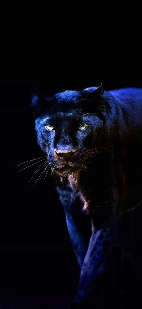 Panther Wallpaper - iXpap