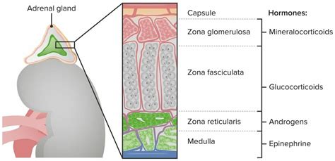 Hormonas Suprarrenales Concise Medical Knowledge