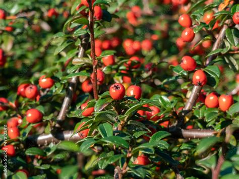 Fotografia Do Stock Evergreen Shrub With Small Glossy Dark Green