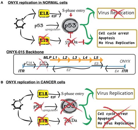 Frontiers Oncolytic Virotherapy For Malignant Glioma Translating