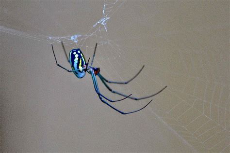 Orchard Orbweaver