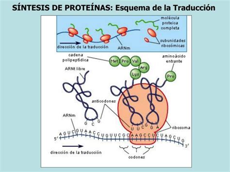 Esquema de síntesis de proteínas Fotos Guía 2024