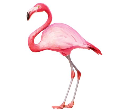 Flamingo PNG transparent image download, size: 1185x1064px