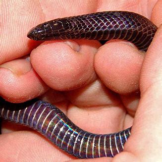 Amblyodipsas Polylepis Common Purple Glossed Snake