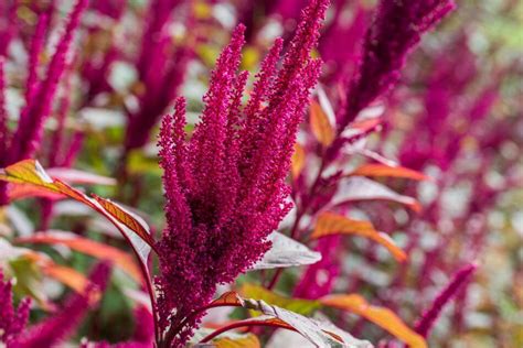 Amaranth Flower: An In-depth Look at Their Meaning, Symbolism, and ...