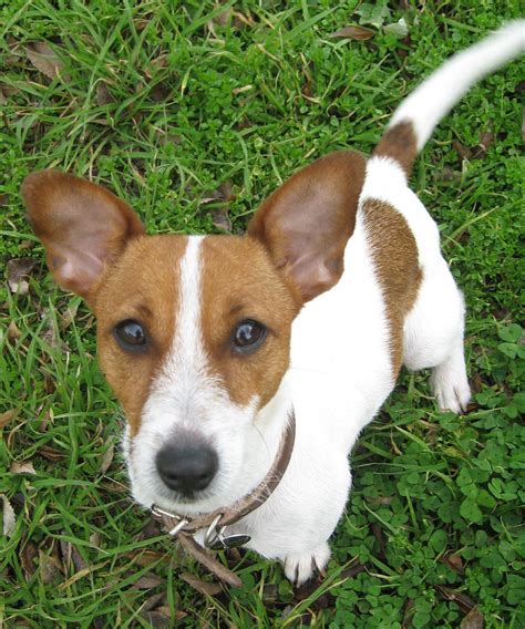 Roxy On Hold Small Female Jack Russell Terrier Dog In Act Petrescue