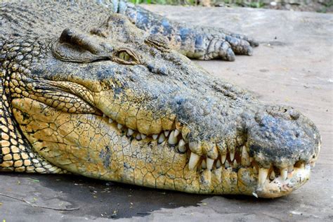 Biggest Saltwater Crocodile Ever Recorded