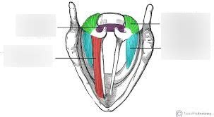 Adductor and Abductor Muscles Diagram | Quizlet