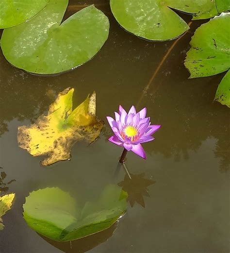 Free Picture Leaf Horticulture Flora Nature Lotus Aquatic Flower