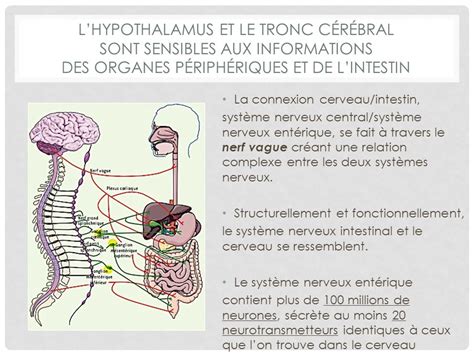 Lintestin notre 2ème cerveau ppt télécharger