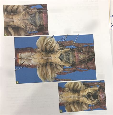 Zoo Lab - Ch. 12 crayfish dissection Diagram | Quizlet