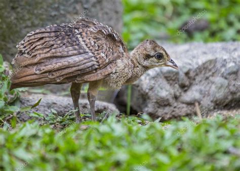 Baby Peacock — Stock Photo © Fireglo #55401211