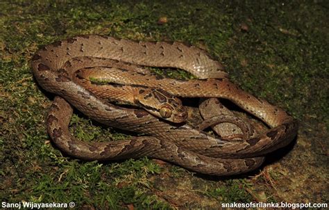 Sri Lankan Cat Snakeනිදි මාපිලා Boiga Ceylonensis Schneider 1799